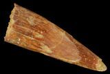 Fossil Pterosaur (Siroccopteryx) Tooth - Morocco #167125-1